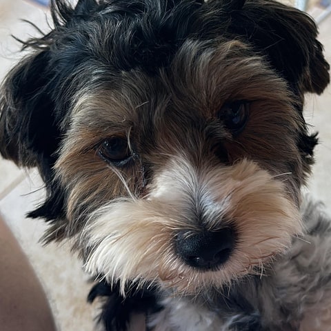 Rocky, the MadeByHomer dog, looking up at the camera
