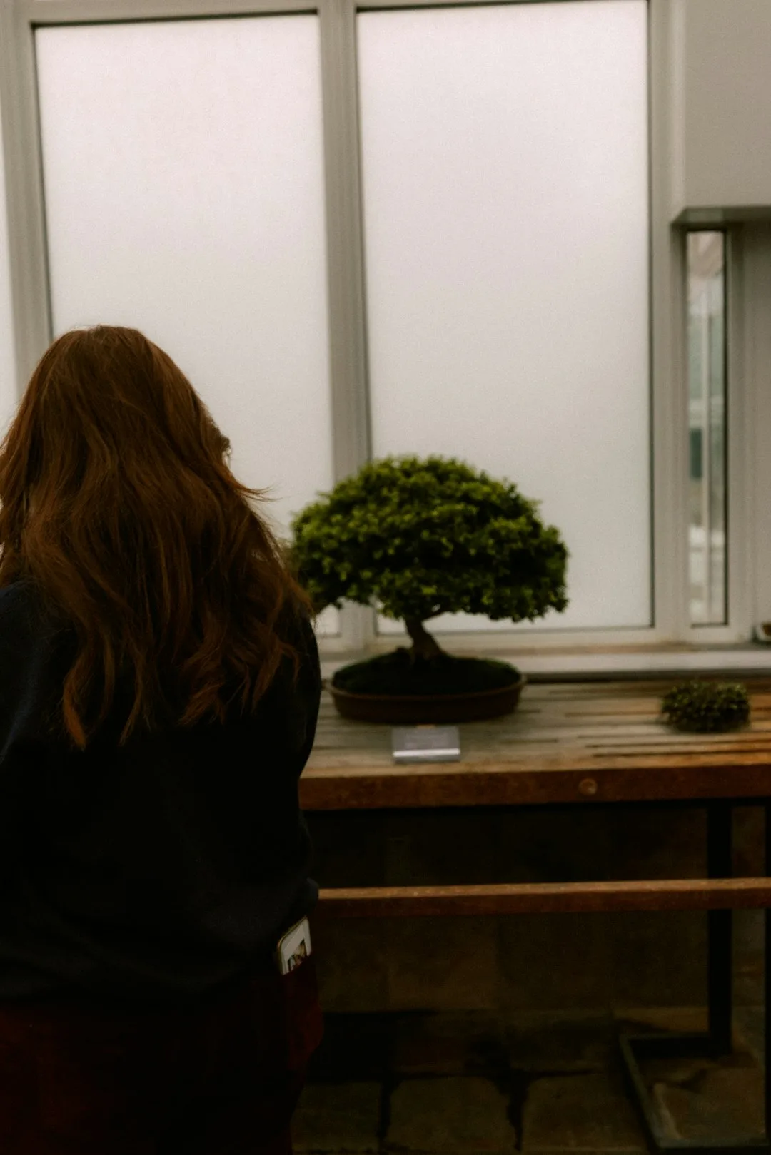 Someone reviewing a design on a tablet, plant and soft daylight in the background
